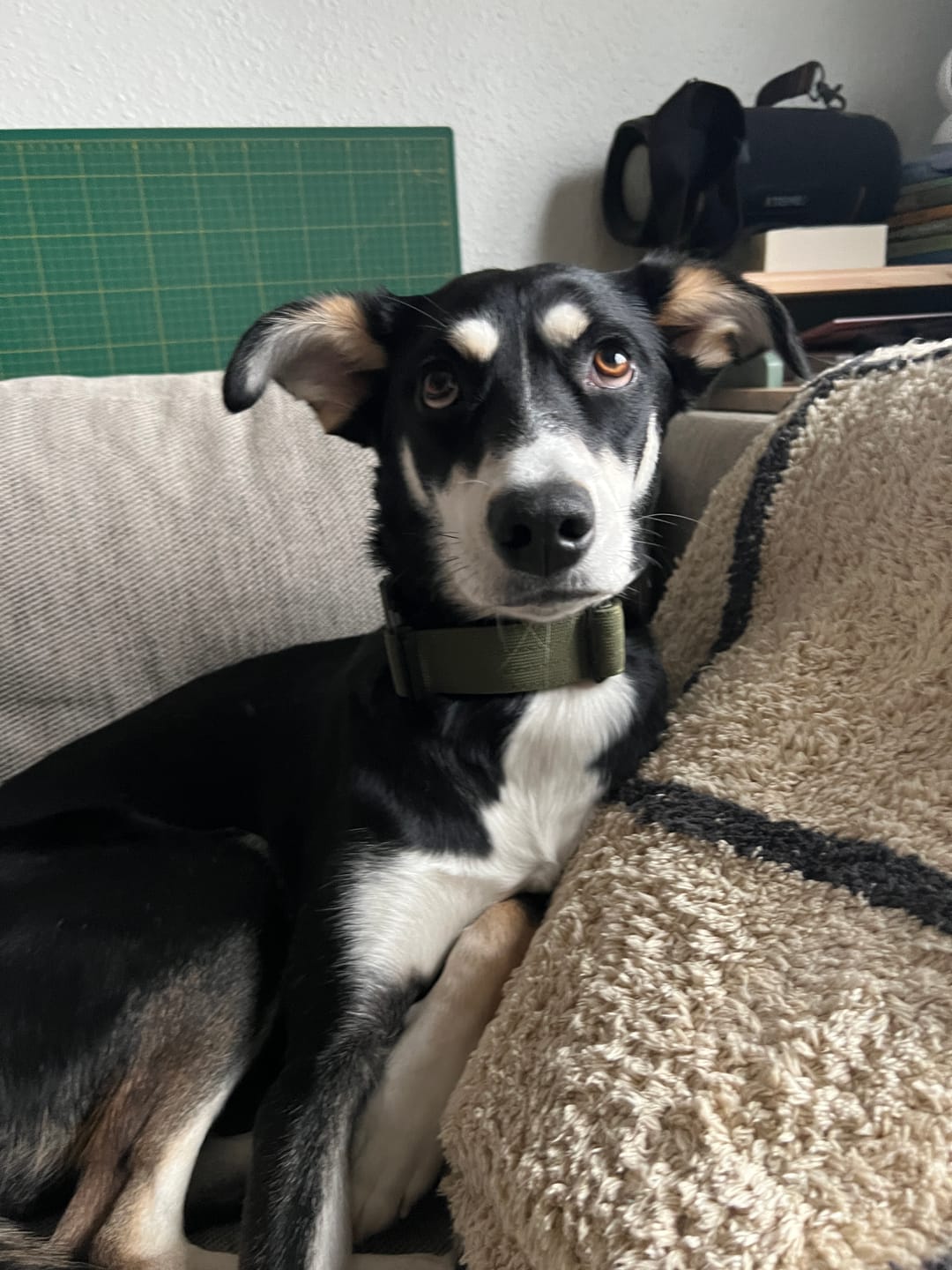 Customer photo review of 4cm Combat® Collar | Handle & Rated Clip -  Khaki