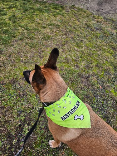Customer photo review of 2er Set - Bestechlich - Hunde Halstuch / Bandana für Hunde