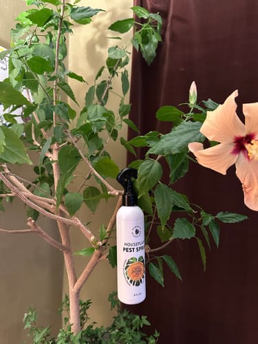 Customer photo review of Houseplant Pest Spray