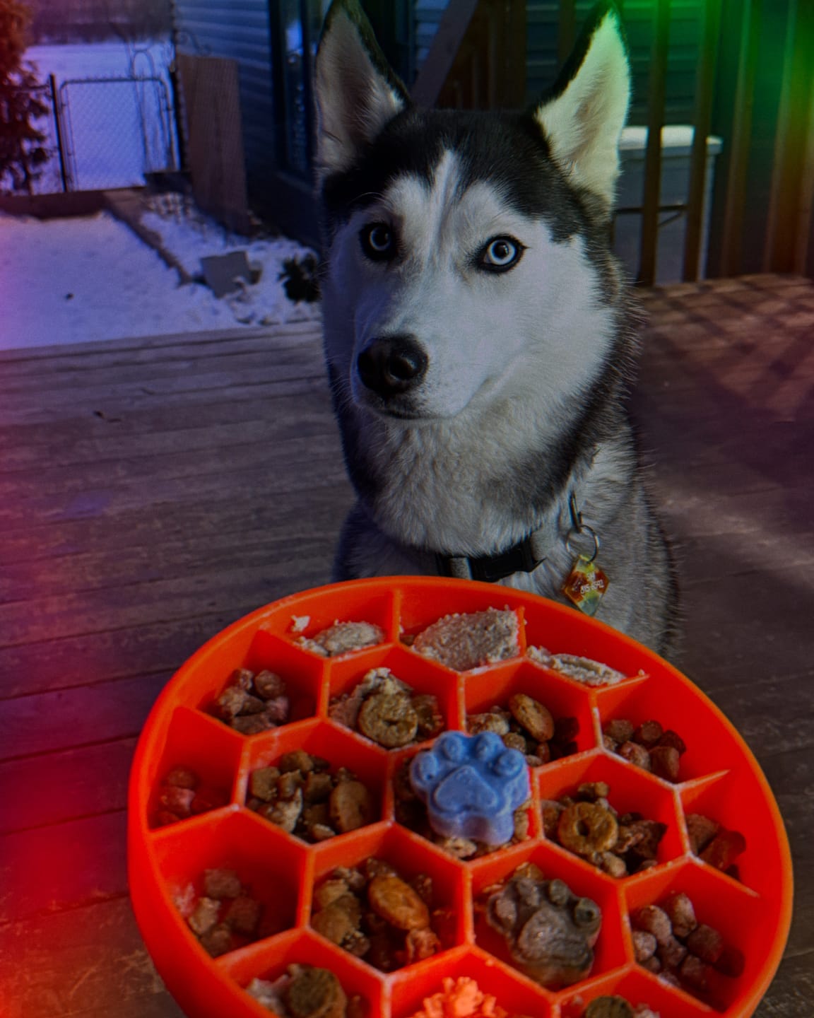 Customer photo review of Turkey Meal Bites