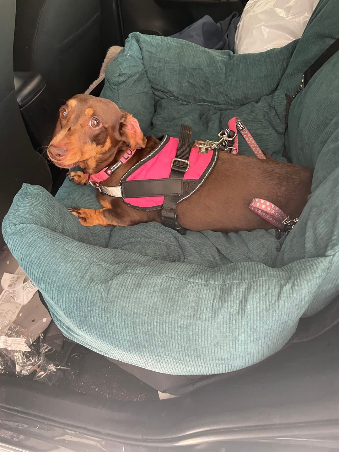 Customer photo review of PaWz Dog Car Booster Seat