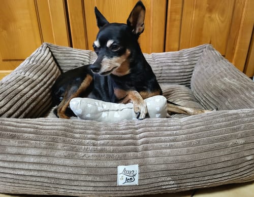 Customer photo review of Divanetto Velluto a Coste Marrone