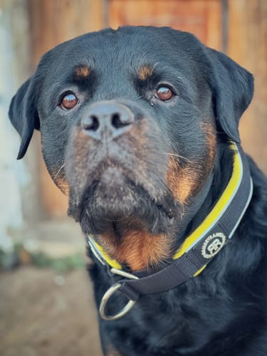 Customer photo review of 5cm Slip on Collar | Foam Padded - Black x Yellow