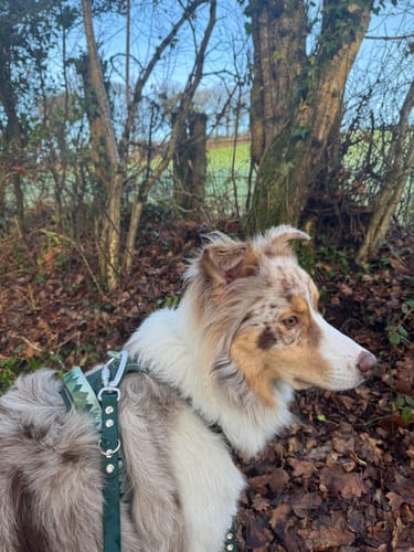 undefined review of Tough Trails™ Harness - Walkies Ready® Forest Green image 1 out of 2