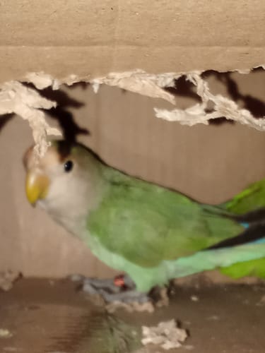 Customer photo review of THC Spacejellies Vollspektrum | 100mg THC | 20 Stk.