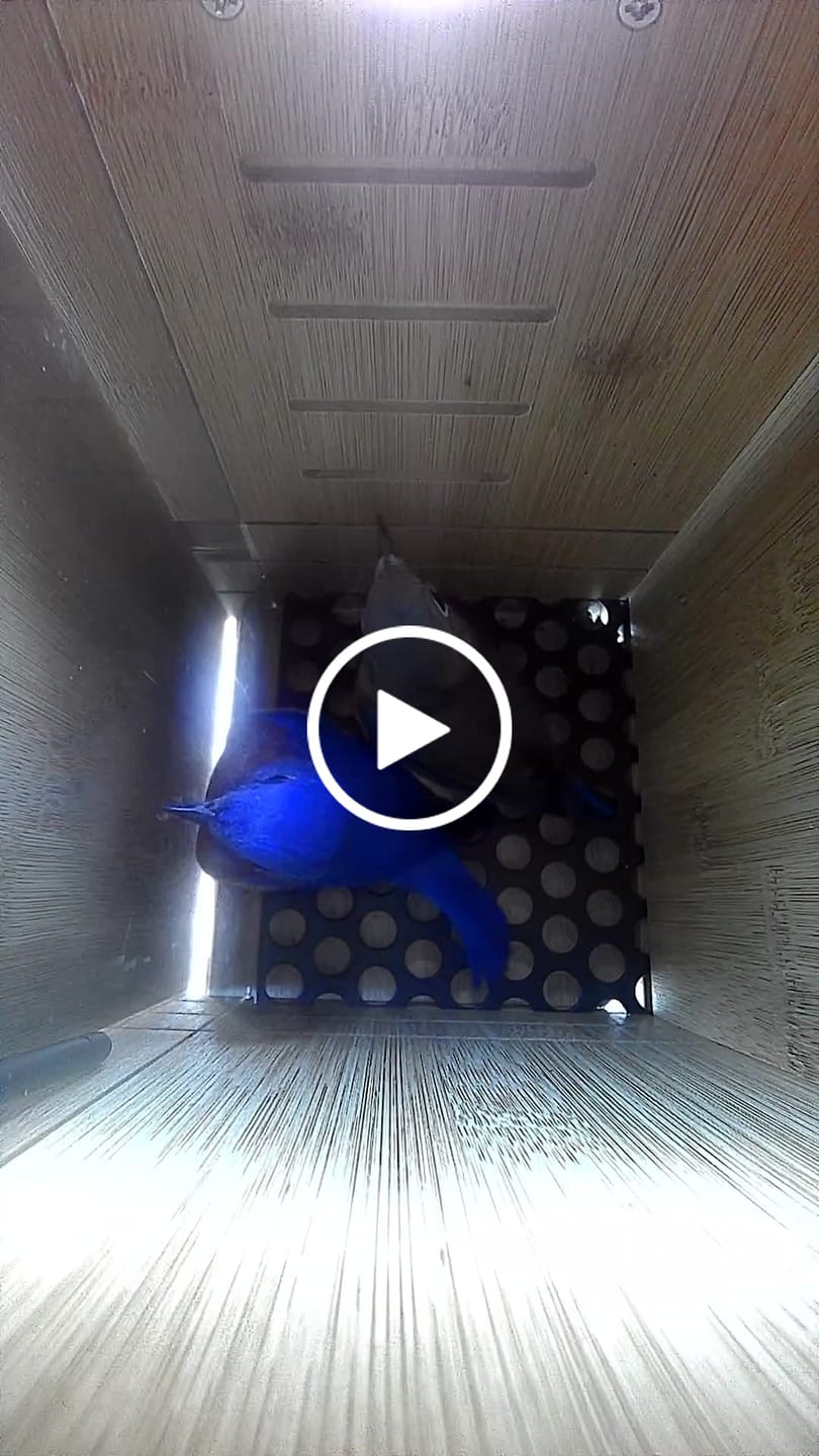 Customer video review of Birdfy Nest - Smart Bird House with Dual Cameras