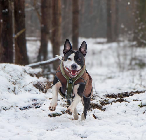 Customer photo review of Slip on Harness | Foam Padded - Khaki