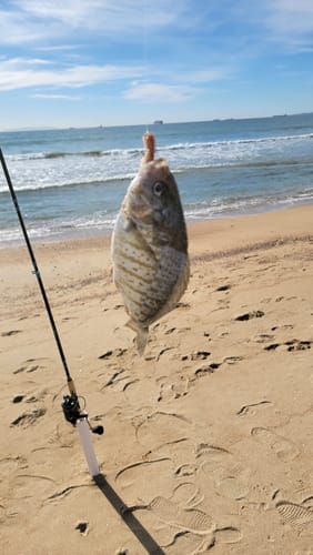 Customer photo review of 9'4" No Excuses Surf Travel Rod with Tube Medium-Heavy Action 3/4oz to 3oz