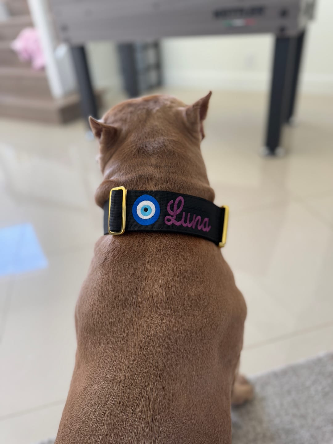 Customer photo review of 2" Tacti Luxe Dog Collar - Gold Noir