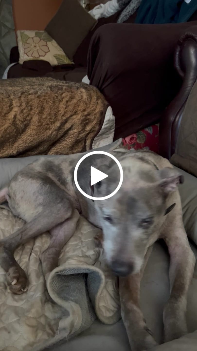 Customer video review of Chewy Ostrich Flat Tendon: Satisfying All-Natural Chew for Dental Health & Gentle Digestion