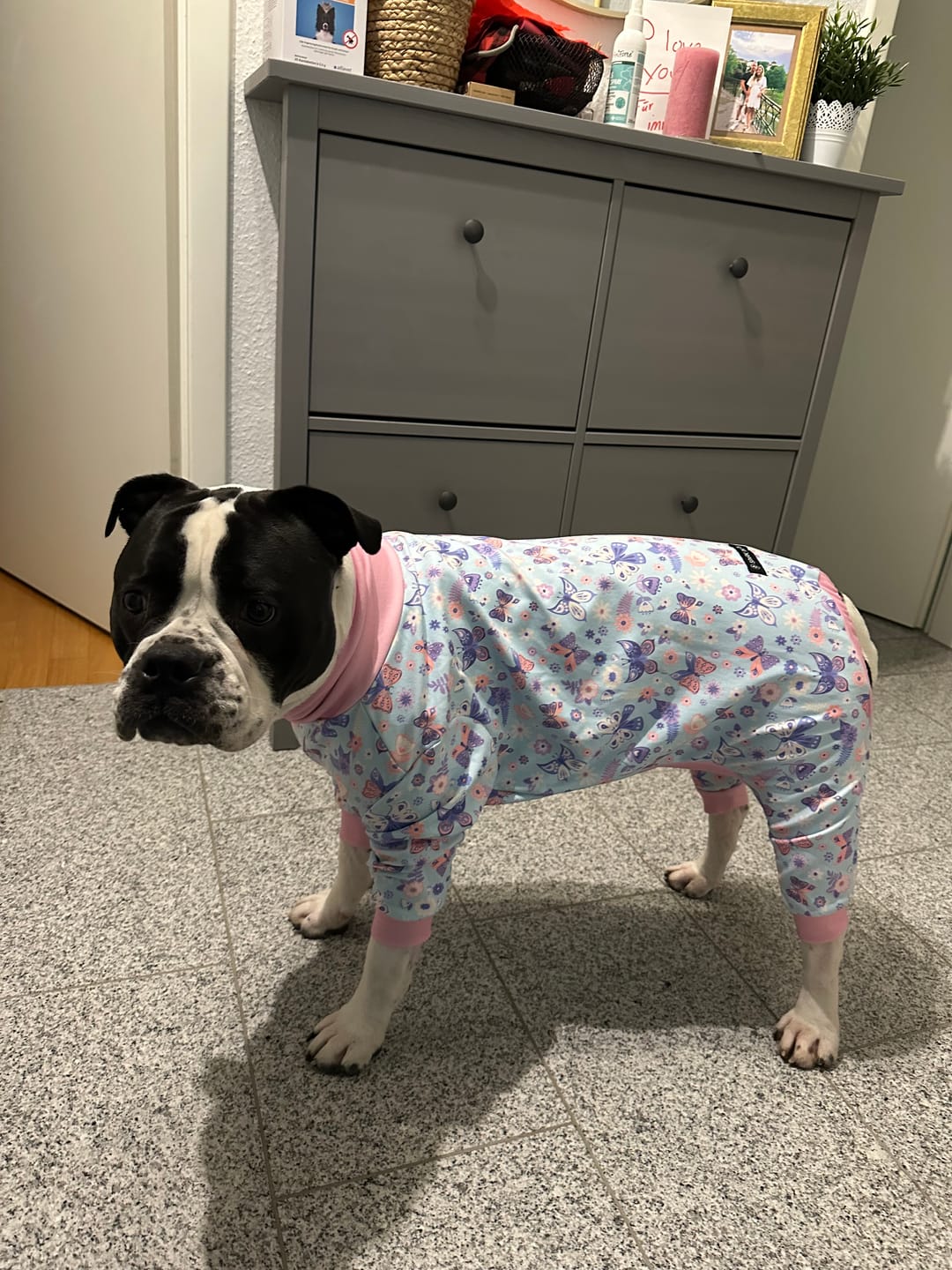 Customer photo review of Dog Pajama - Butterfly