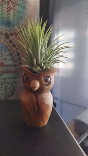 Customer photo review of Tillandsia ionantha