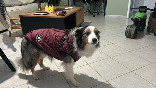 Customer photo review of Veste Labrador : Imperméable et Chaude