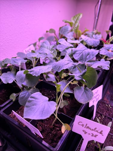 Customer photo review of Epic Seed Starting Grow Lights Standard