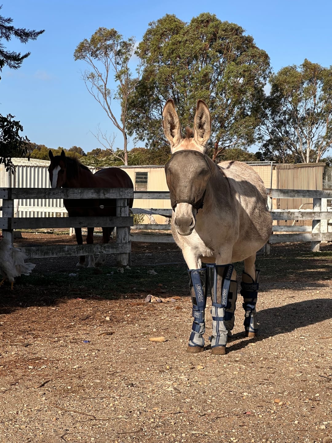 Customer photo review of LE Defender Fly Boots