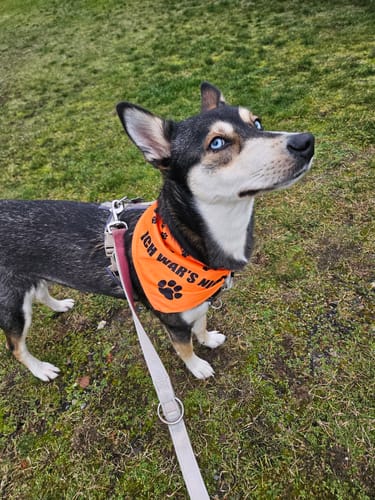 Customer photo review of 2er Set - Ich war's nicht - Hunde Halstuch / Bandana für Hunde