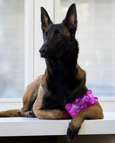 Customer photo review of Spunky Gummy Bears