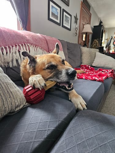 Customer photo review of 5lbs Assorted Yak Chews One Size Fits All - regular, strawberry, coconut, flax seeds, honey and turmeric chews