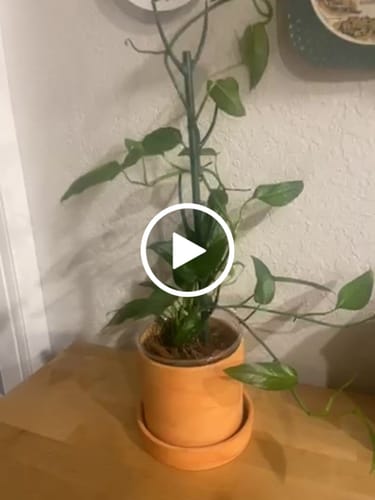 Customer video review of Epipremnum Pinnatum Skeleton Key