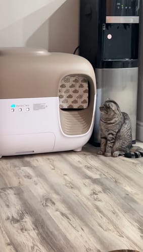 Customer photo review of Self-Cleaning Litter Box