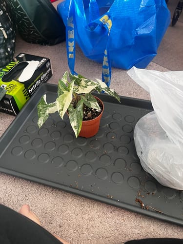 Customer photo review of Variegated Syngonium