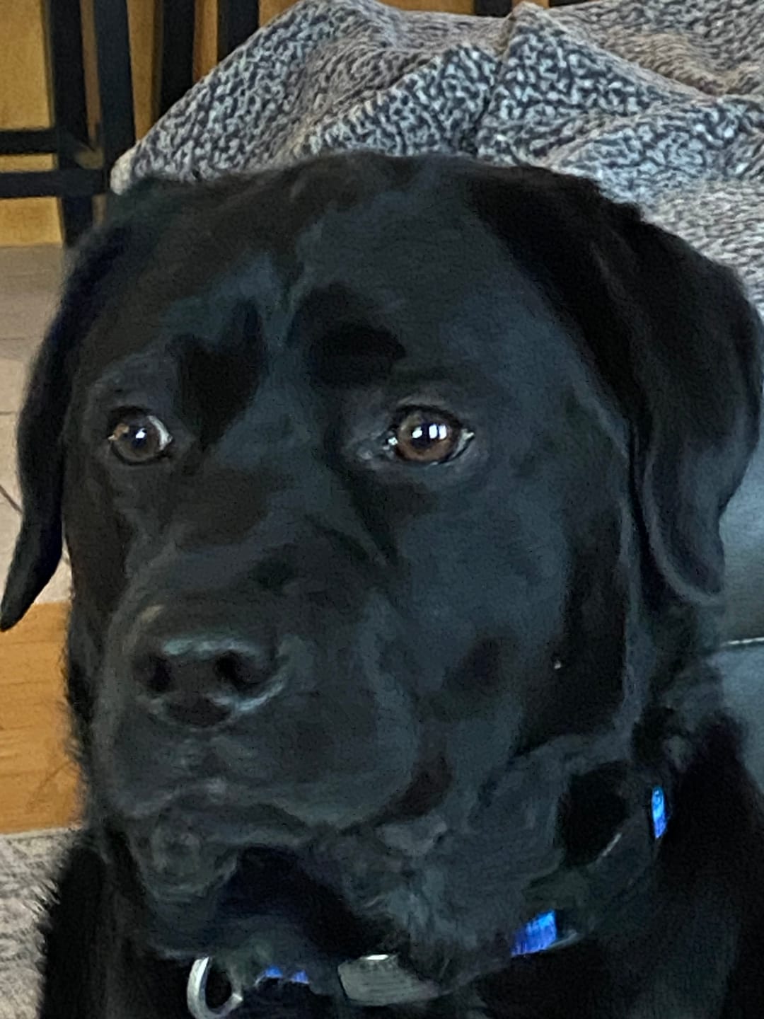 Customer photo review of Doggie Greens