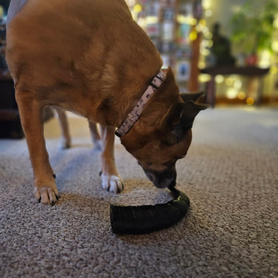 Customer photo review of Large Water Buffalo Dog Chew (55+ LBS).     (1-chew)