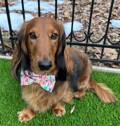 Karl S. review of Colorful Birthday Bow Tie for Dog and Cat Collar image 1 out of 1