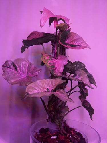 Customer photo review of Syngonium Pink Lava