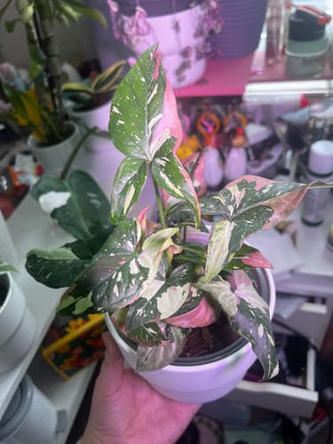 Customer photo review of Syngonium Tricolor