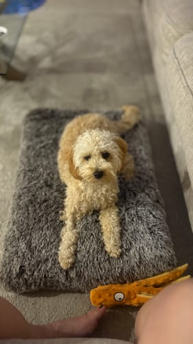 Customer photo review of PaWz Premium SuperMat Calming Bed