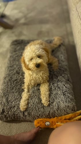 Customer photo review of PaWz Premium SuperMat Calming Bed