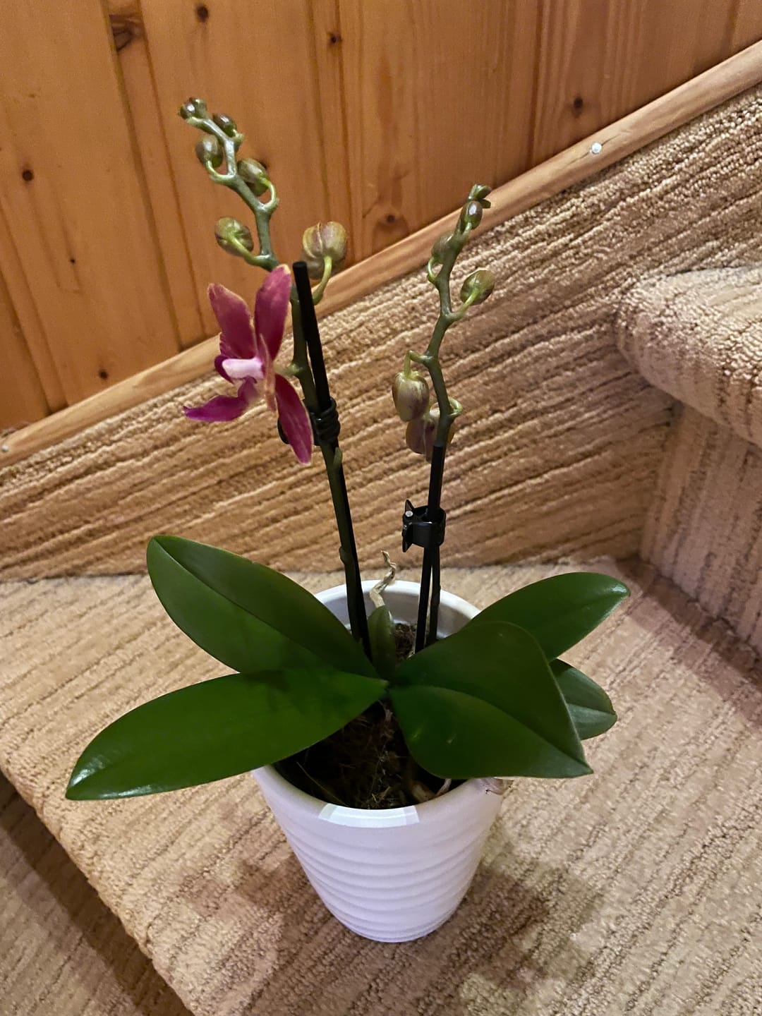 Customer photo review of Übertopf Wave Vase in verschiedenen Farben (9cm Töpfe)