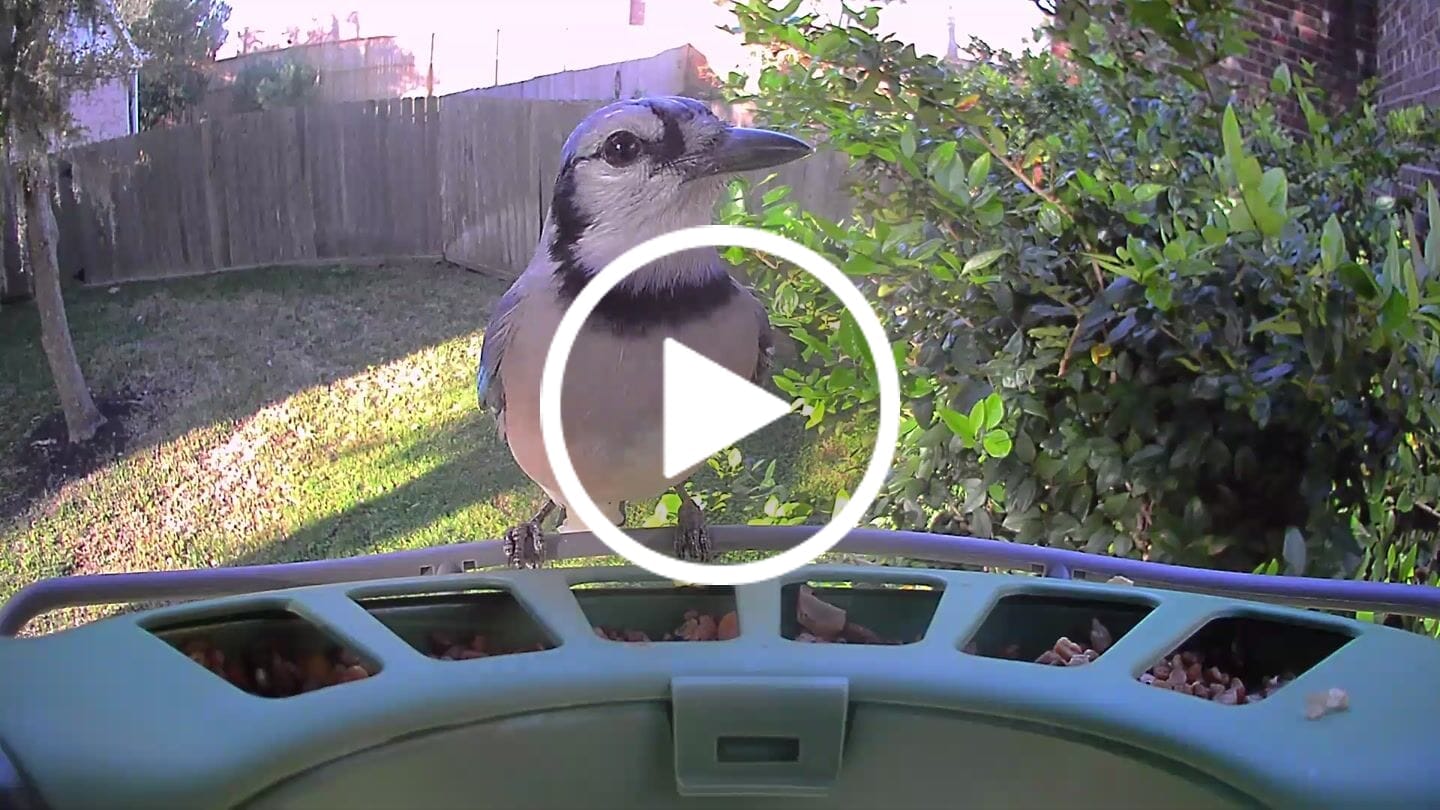 Customer video review of Birdfy Feeder 2 Pro - Bird Feeder Camera