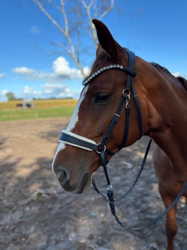 Customer photo review of CR Harmonybridle - gebisslose 3 in 1 Trense