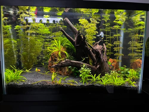 Customer photo review of Anubias Nana Petite