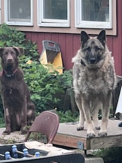 Customer photo review of Power Bully Sticks - 12 Inch