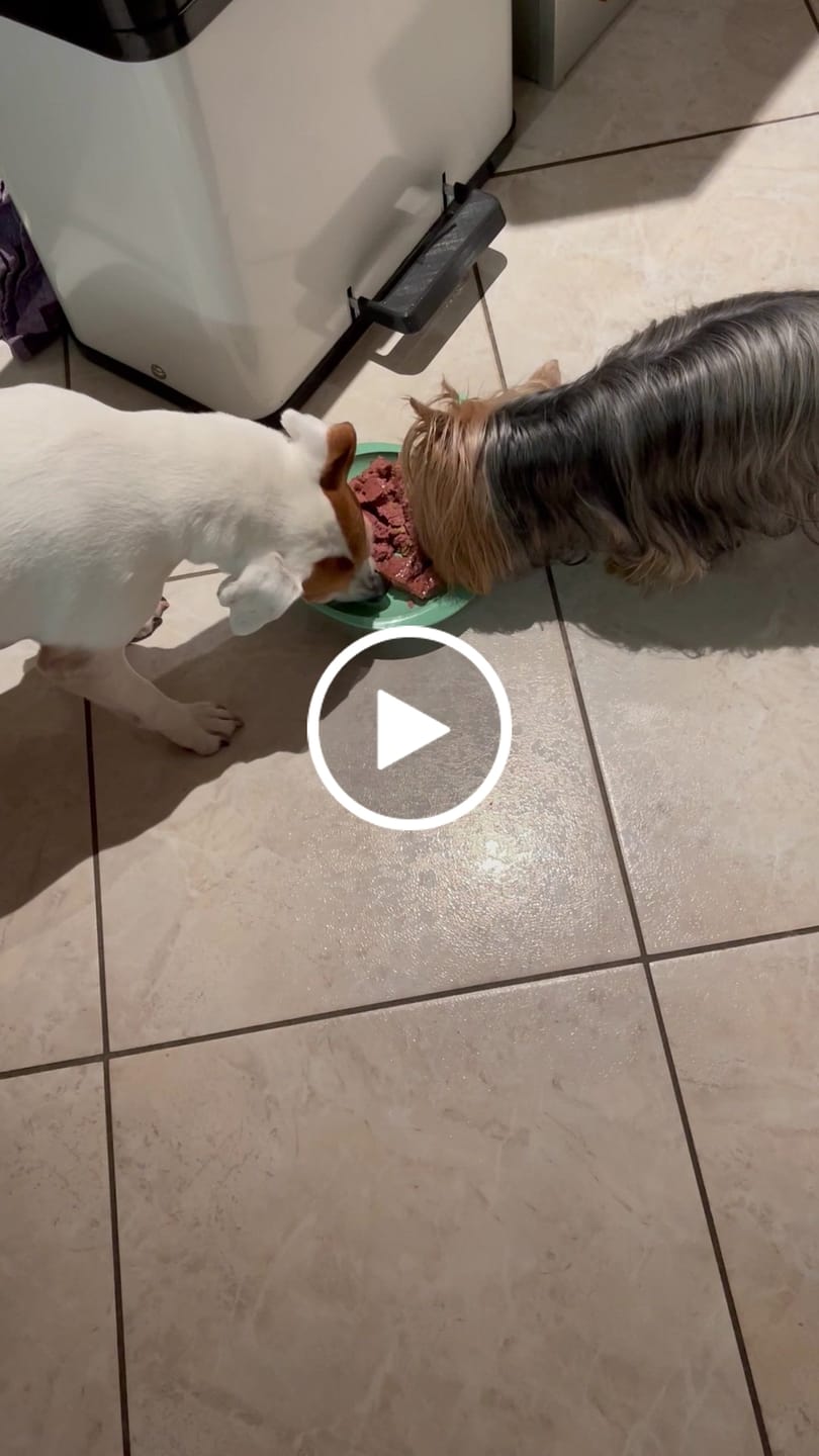 Customer video review of Pâtées riches en volaille& aux petits pois (chien adulte)