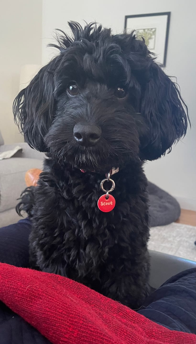 Customer photo review of Premium Aussie Beef Liver