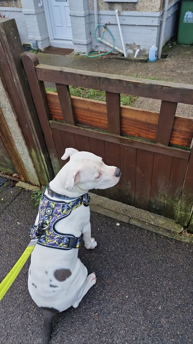 Customer photo review of Comfort Premium Harness | Non Restrictive - Lightning
