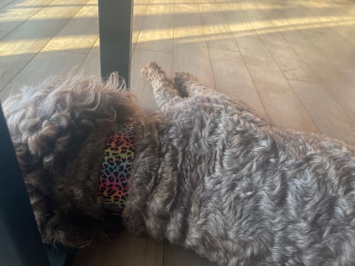 Customer photo review of Frankalicious Buckle Collar