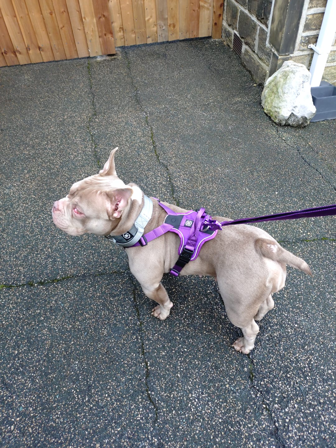 Customer photo review of Ladder Combat® Multiple Handles Lead - Purple
