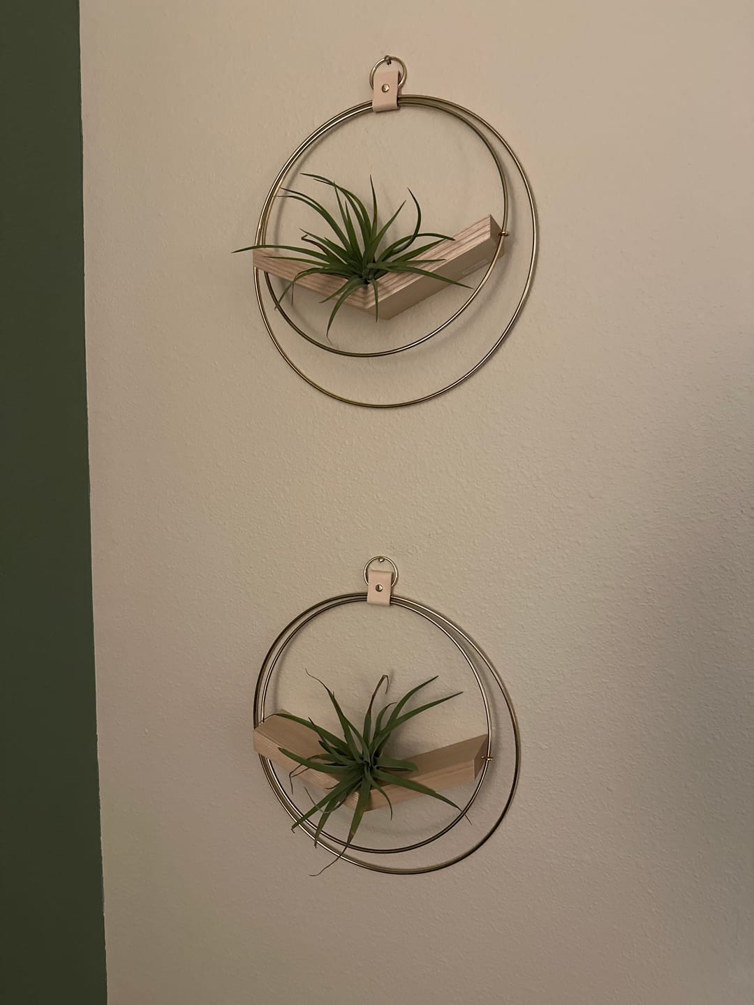 Customer photo review of Air Plant V-Hanger Duo
