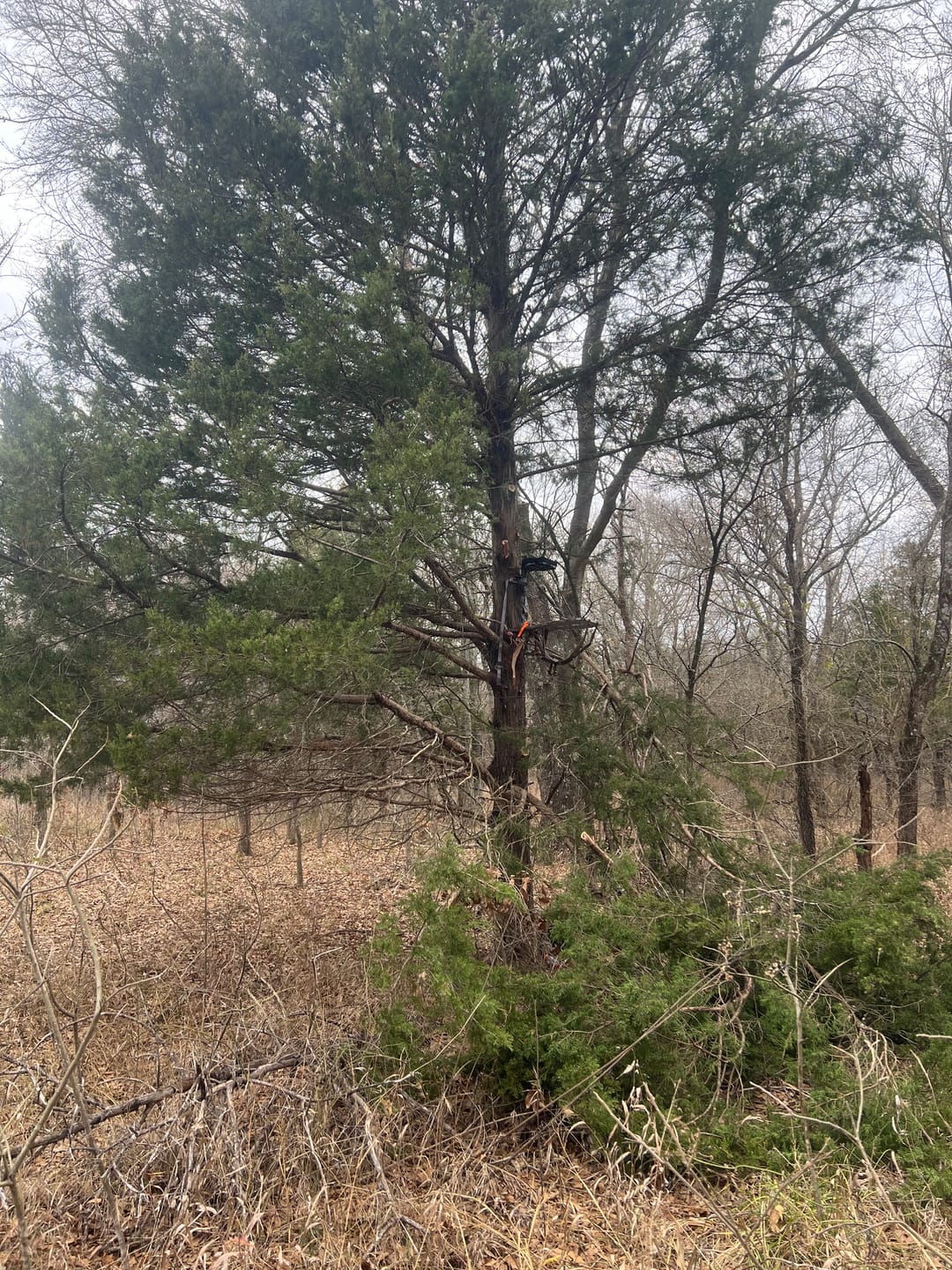 Customer photo review of REFURBISHED HANG-ON TREESTAND