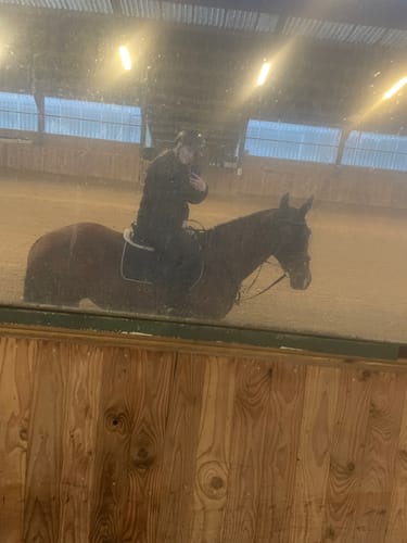 Customer photo review of Strotonin Horse Support