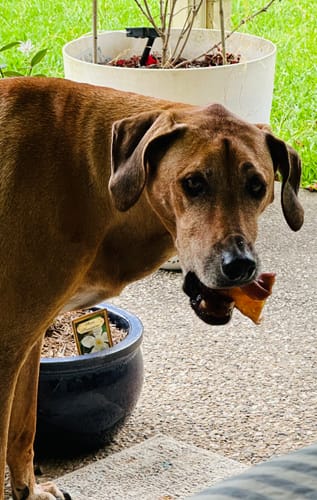 Customer photo review of Aussie Pigs Ears (5 pack)