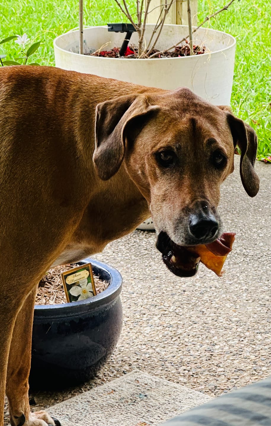 Customer photo review of Aussie Pigs Ears (5 pack)