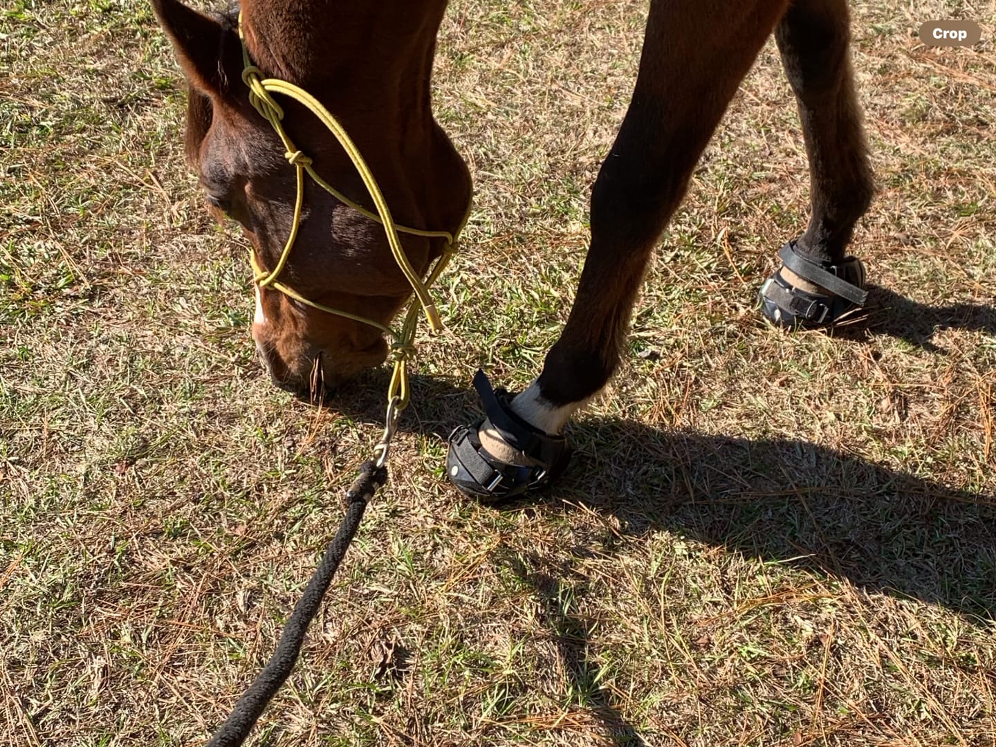 Customer photo review of BLEMISH Renegade® Viper™ - Black Knight