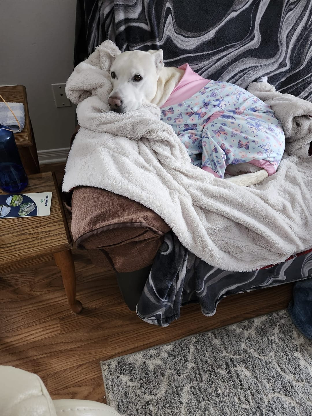 Customer photo review of Dog Pajama - Butterfly