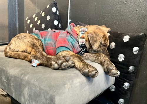 Customer photo review of Sedona Martingale Collar